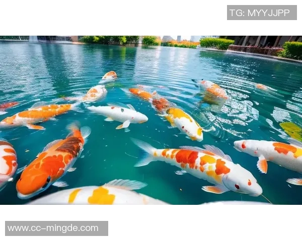 徐新自称阳光球迷称其锦鲤认为好运来自于不做亏心事