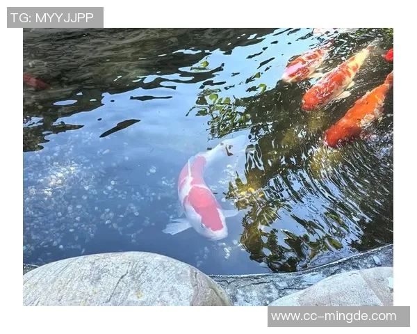 徐新自称阳光球迷称其锦鲤认为好运来自于不做亏心事